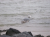 Zeehondjes op het strand